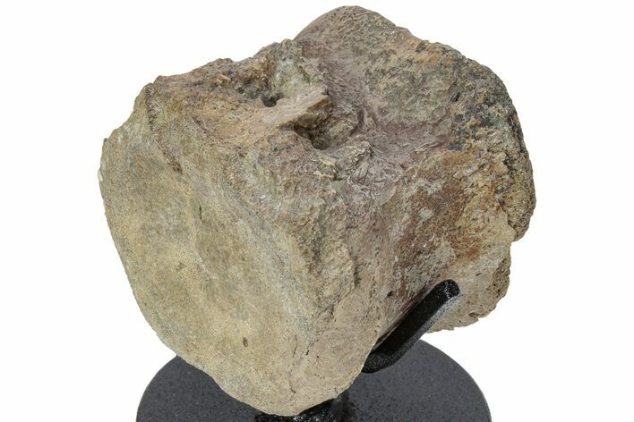 Hadrosaur (Edmontosaurus) Caudal Vertebra w/ Metal Stand- Wyoming #227734